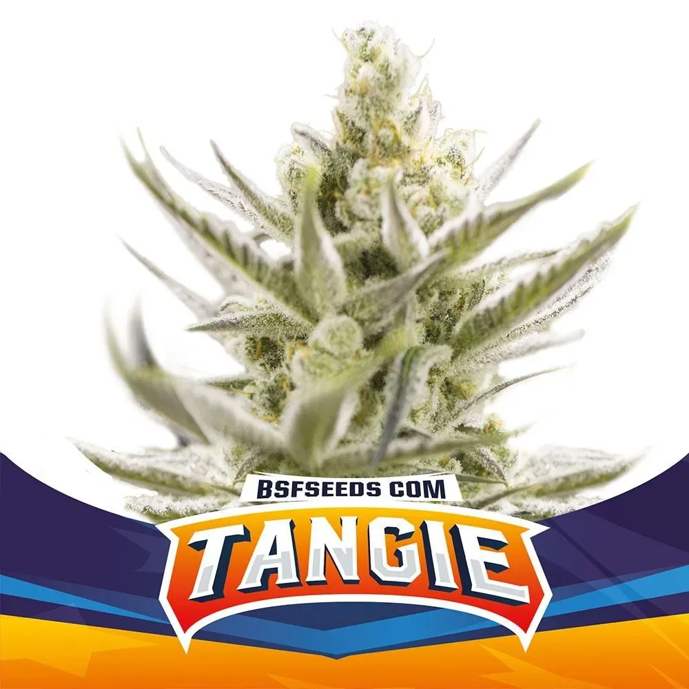 Tangie xxl auto x2 Bsf3