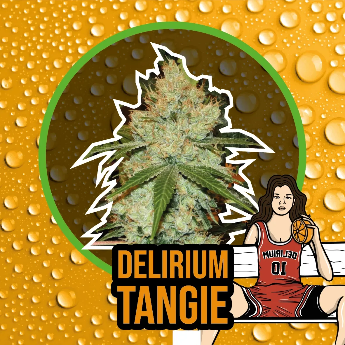 Delirium tangi fem x1 Delirium seeds2
