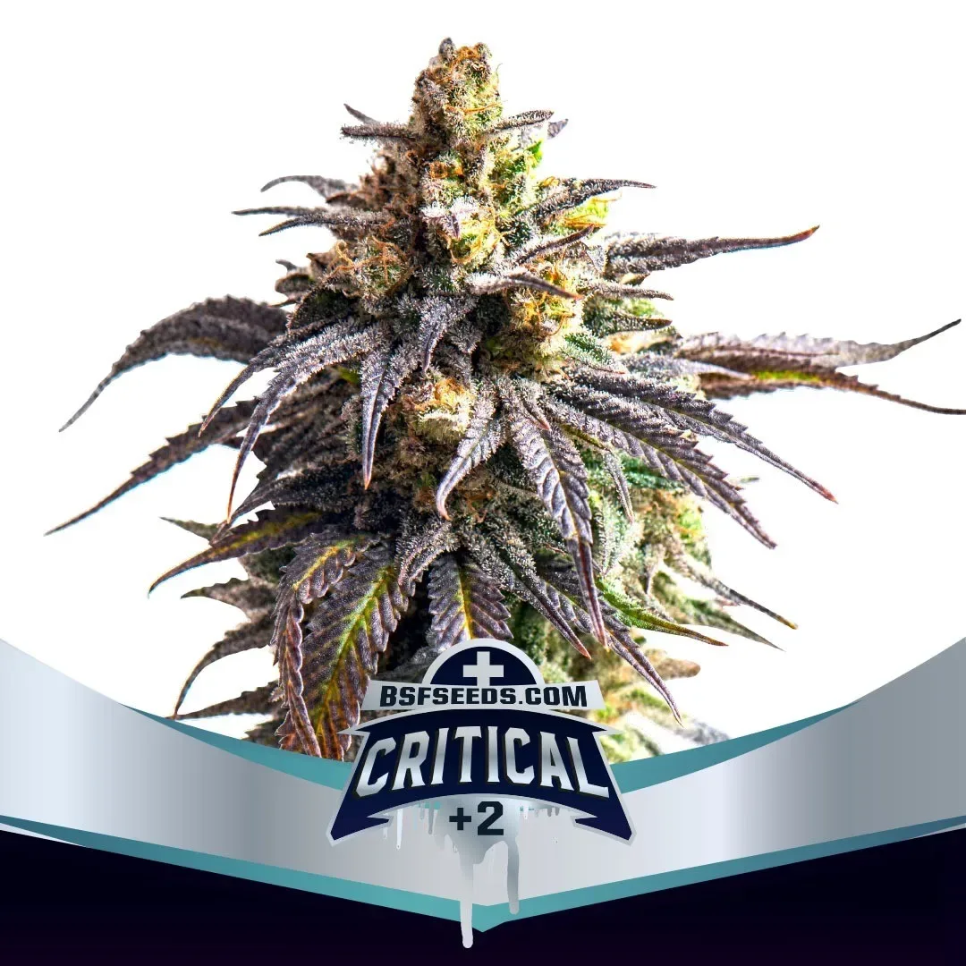 Critical +2 xxl auto x2 Bsf2