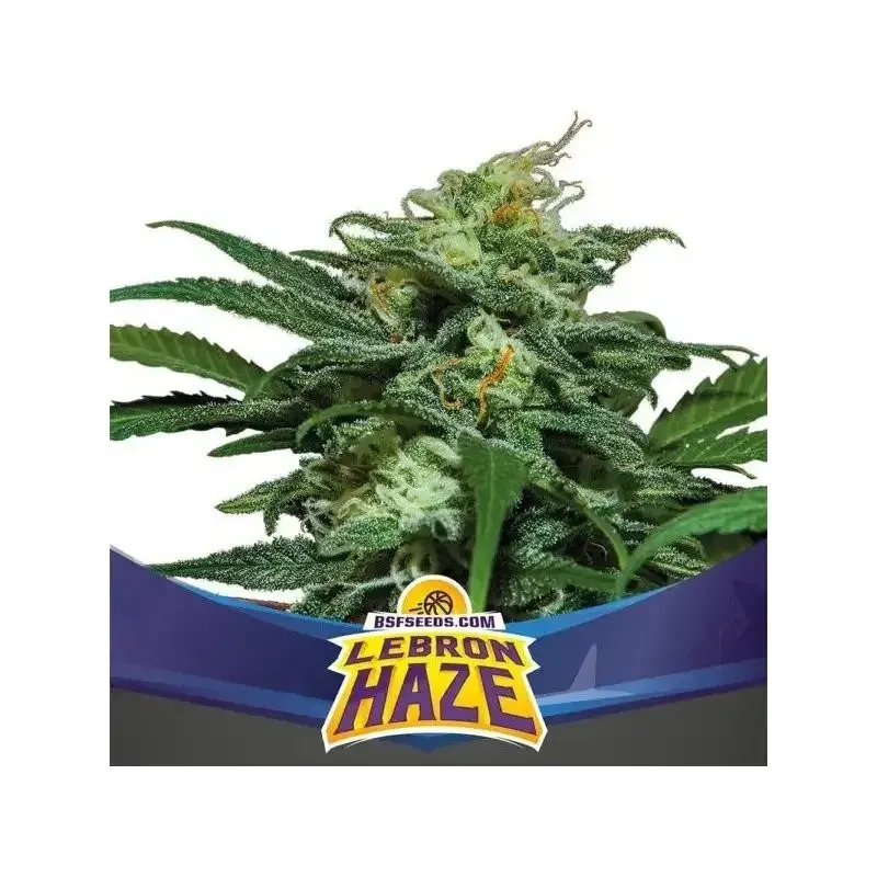 Lebron haze xxl auto x2 Bsf3