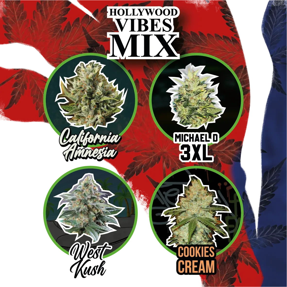 Mix hollywood vibe auto x4 Delirium seeds1