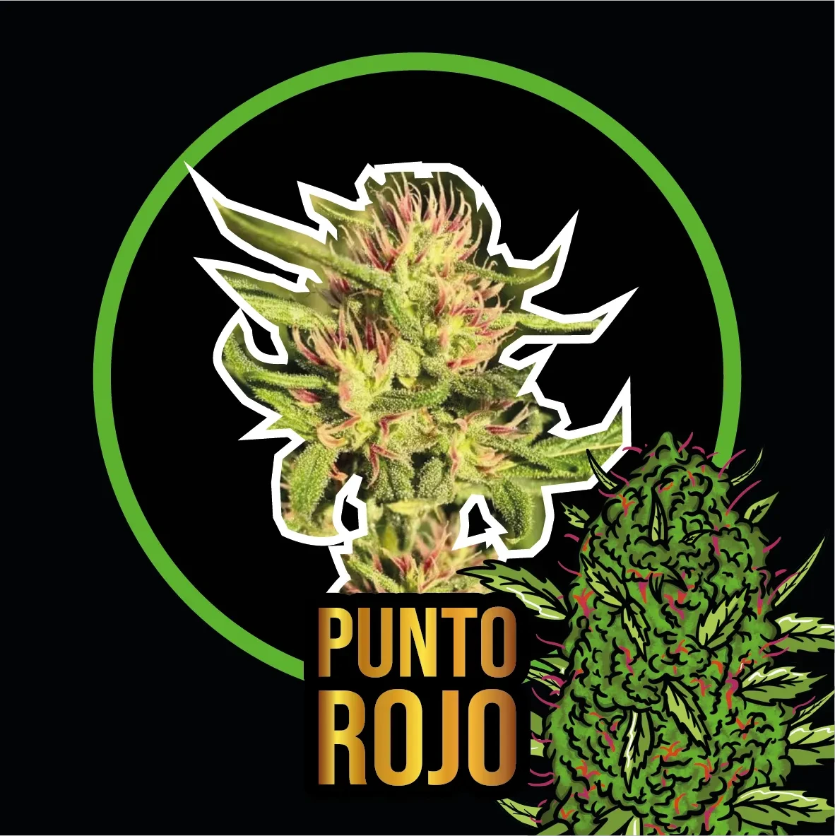 Punto rojo auto x4 Delirium seeds2