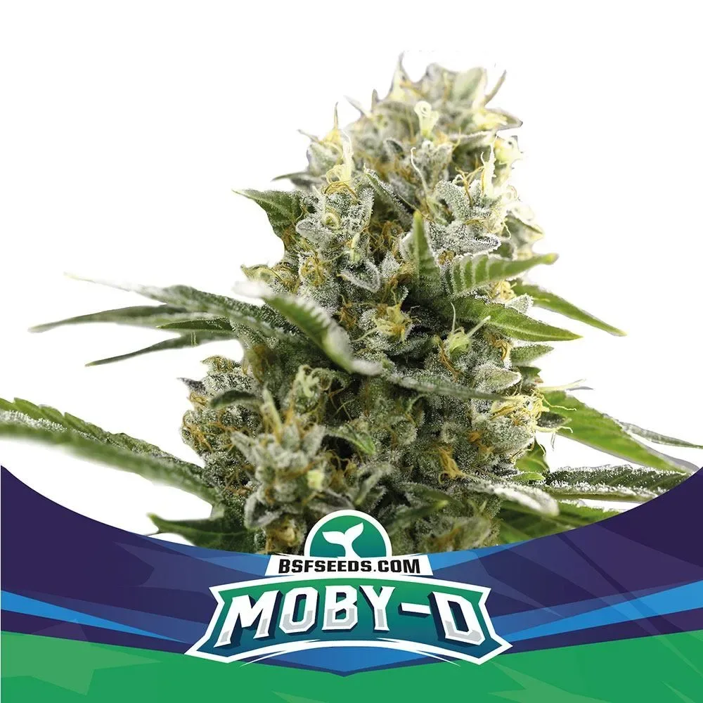 Moby D xxl auto x2 Bsf3
