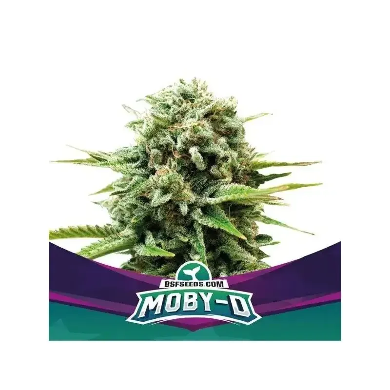 Moby D fem x2 Bsf2