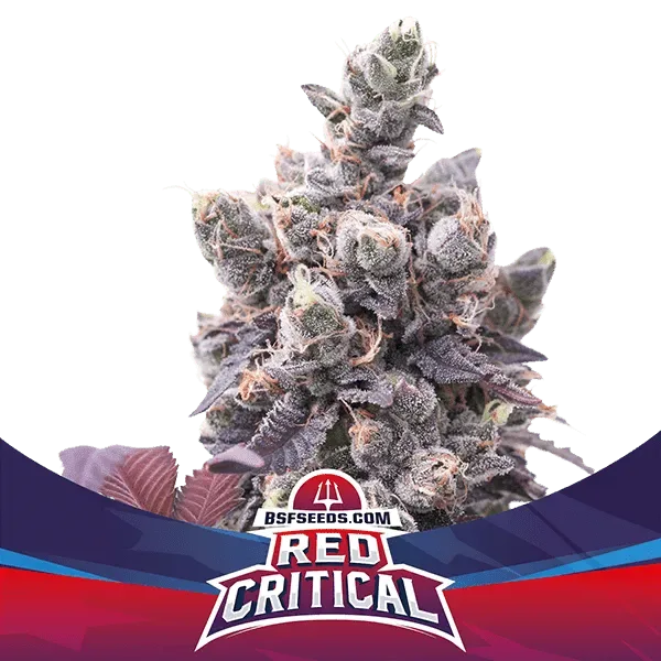 Red critical auto x4 Bsf3