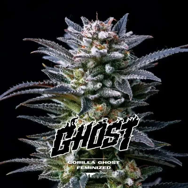 Gorilla ghost gk fem x2 Bsf2