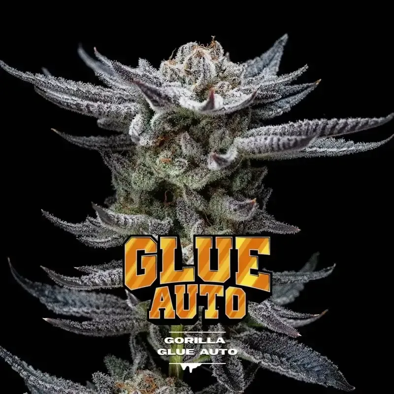 Gorilla glue auto x4 bsf2