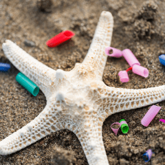 Animales marinos en peligro por el plástico desechado a los océanos