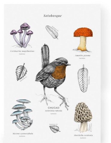 Stickers Fauna de Chile3