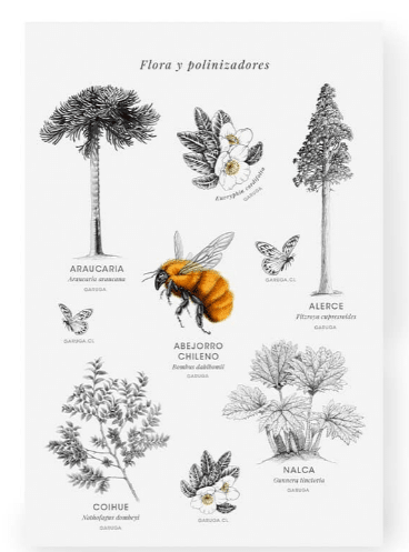 Stickers Fauna de Chile2