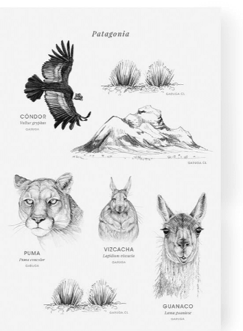 Stickers Fauna de Chile5