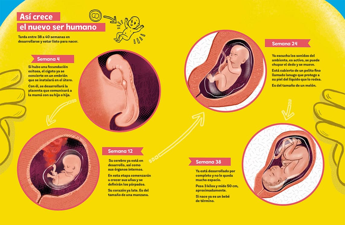 Libro ¿Cómo se crea un ser humano?2