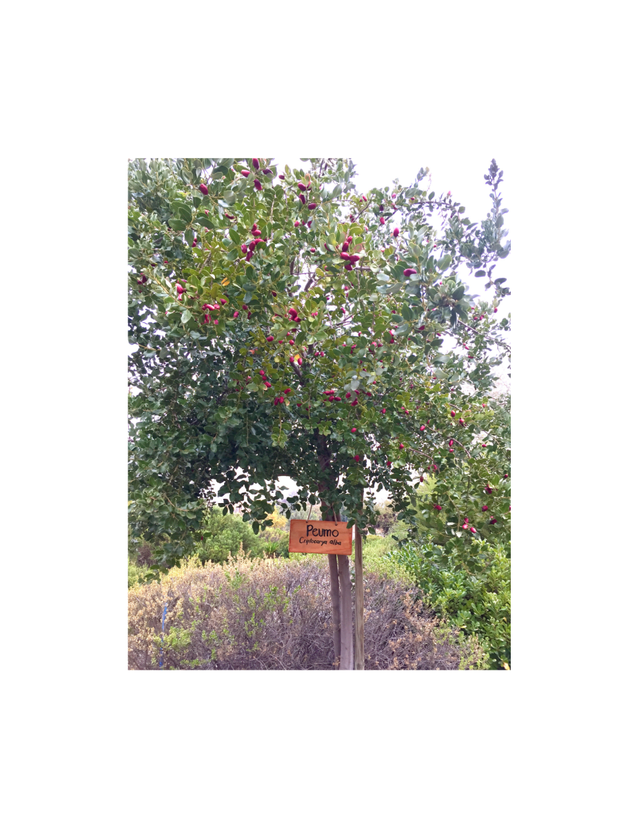 Letrero  de Madera7