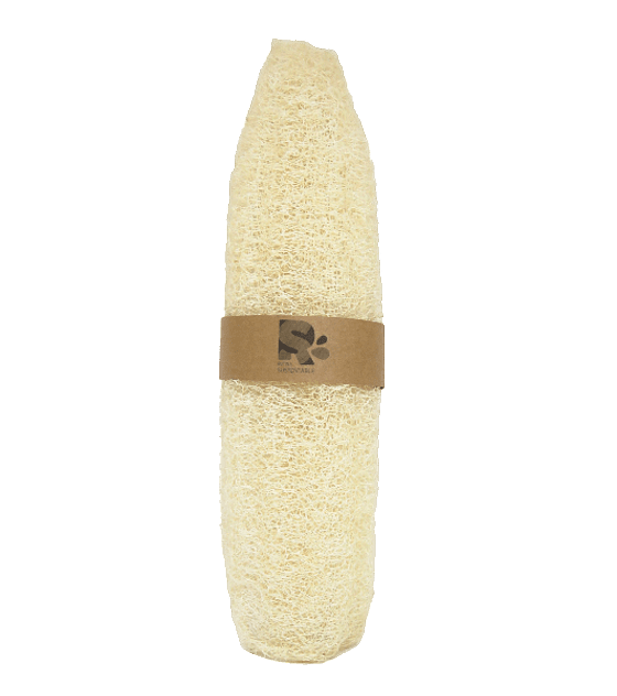 Lufa mediana1