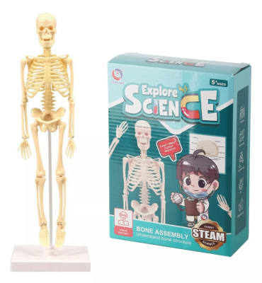 Explore Science Esqueleto