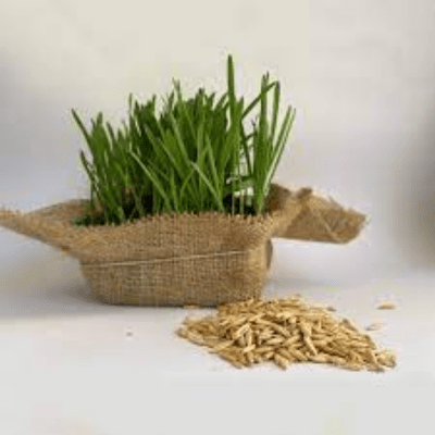 Semillas de avena1