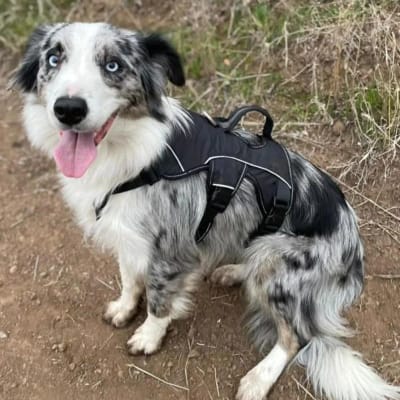Arnés Pehoe negro Sheepdogz1