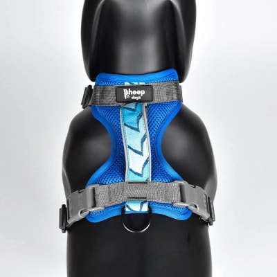 Arnes Trinar Andino Golondrina1