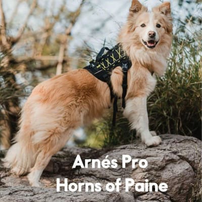 Sheepdogz Arnes Hop Amarillo1