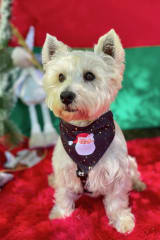 Bandana By Simona Noche Buena