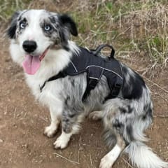 Arnés Pehoe negro Sheepdogz