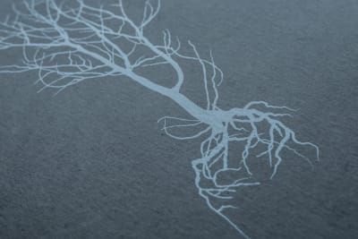 Inmemorial - Francisco Donoso1