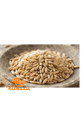 AVENA FORRAJERA 25K
