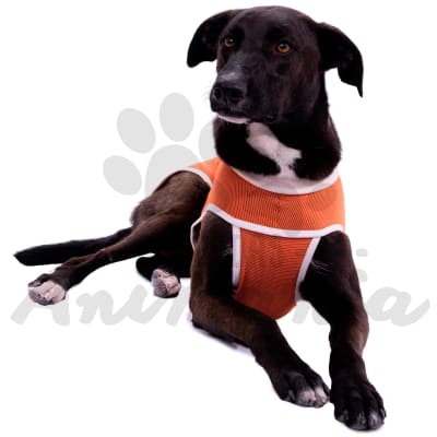 BODY COBRE TRADICIONAL TALLA 4 (6 - 7.5 KG)