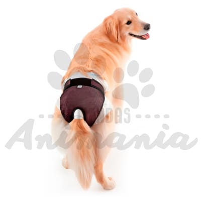 CALZON HIGIENICO CANINO PROTECTOR DE CELO TALLA 21