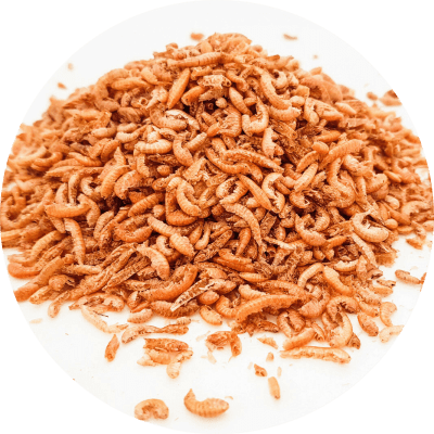 CAMARON GAMMARUS ALIMENTO TORTUGA1