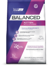 BALANCED GATO KITTEN