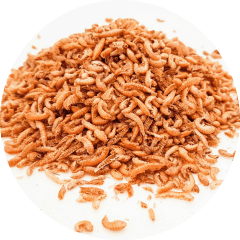 CAMARON GAMMARUS ALIMENTO TORTUGA