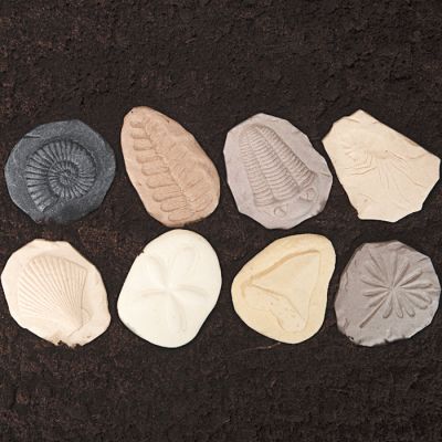 8 Fósiles sensoriales para investigar