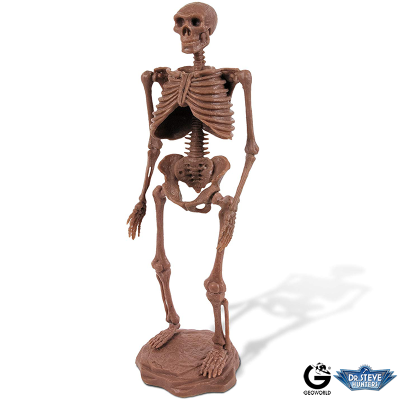 Dr. Steve - Cave man excav. Homo Neanderthalensis Skeleton1