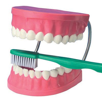 Dentadura + cepillo1