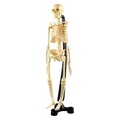 Esqueleto 46cm1