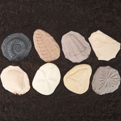 8 Fósiles sensoriales para investigar