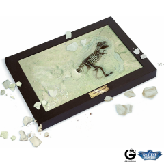 Dr. Steve - Paleo Lab Tyrannosaurus Rex