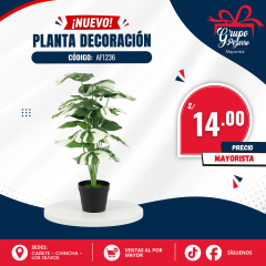PLANTA AF1236