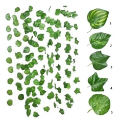 ENREDADERA