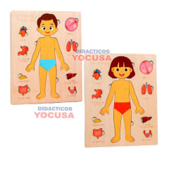 DIDACTICO CUERPO HUMANO