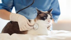 La aguerrida Lucha de Francisco: Superando el Sida Felino con Cuidado Especializado