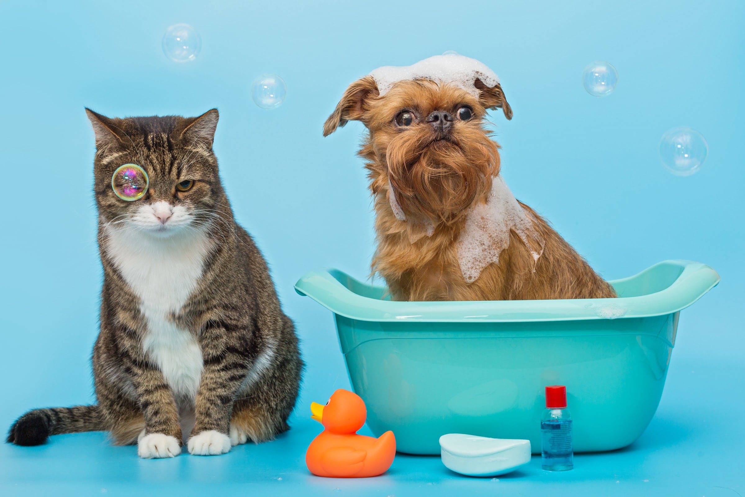 La importancia de bañar a tu mascota