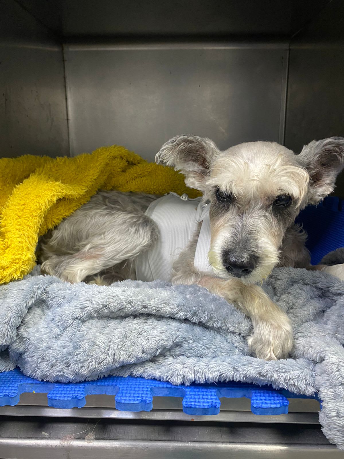 La Heroica Recuperación de Sheena: Un Testimonio de Amor y Dedicación Veterinaria