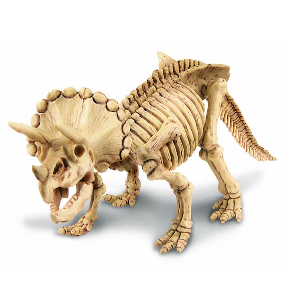 triceratops skeleston3