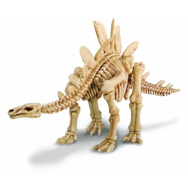 stegosaurus skeletom3
