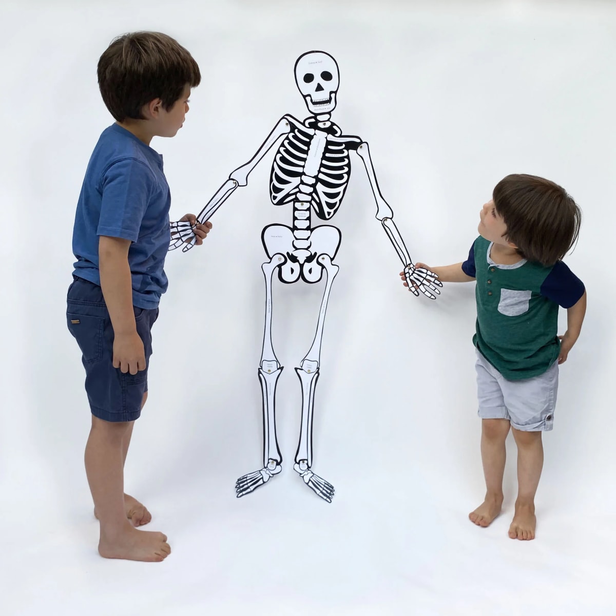 ESQUELETO HUMANO2