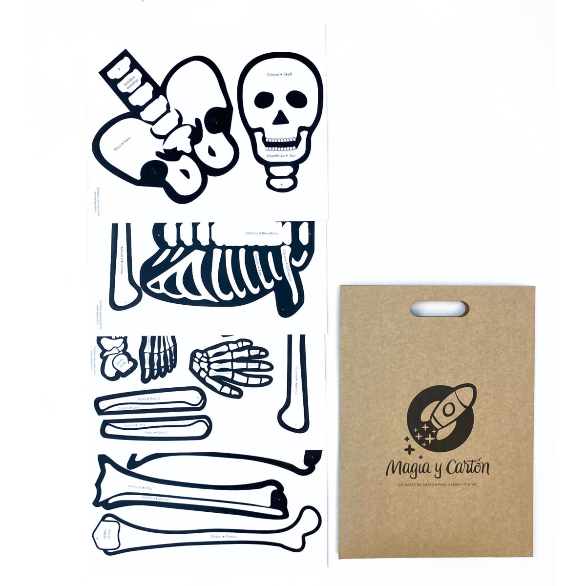 ESQUELETO HUMANO1