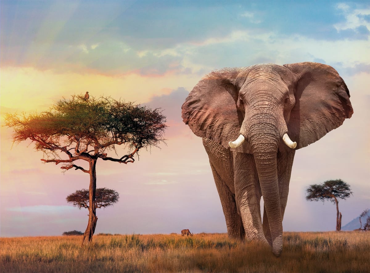 PUZZLE 500 PCS ELEFANTES AFRICA2