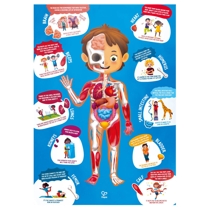 PUZZLE CUERPO HUMANO3